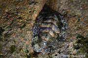 Mollusques Molluscs
